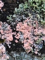 Marchandiomyces corallinus