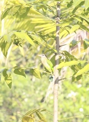 Psilopogon viridis