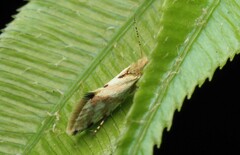 Sabatinca chalcophanes