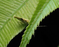 Sabatinca chalcophanes
