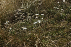 Celmisia spectabilis spectabilis