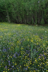 Dracocephalum nutans