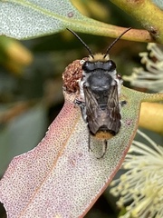Megachile chrysopyga