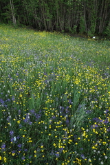 Dracocephalum nutans