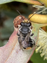 Megachile chrysopyga