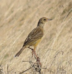 Macronyx capensis capensis