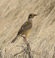Macronyx capensis capensis