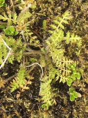 Chaerophyllum colensoi
