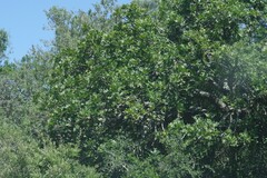Harpephyllum caffrum