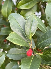 Ilex cassine