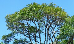 Ptaeroxylon obliquum