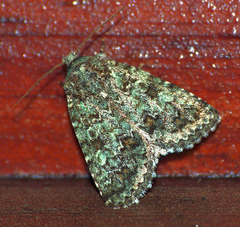 Diphtherocome verbenata