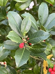 Ilex cassine