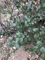 Ceanothus tomentosus
