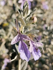 Teucrium fruticans