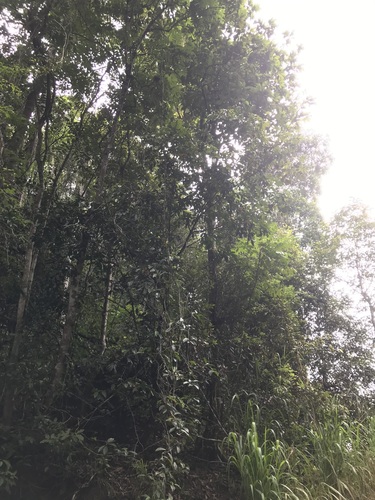 Dysoxylum oppositifolium observed 2022-12-30
