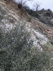 Ceanothus tomentosus