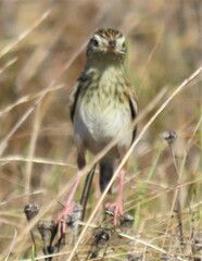 Cisticola textrix