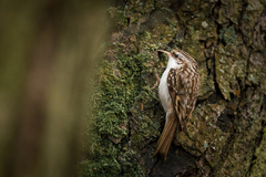 Eurasian Treecreeper photo 3