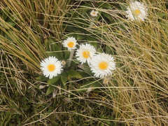 Celmisia spectabilis