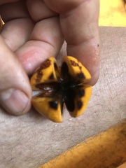 Dysoxylum oppositifolium