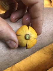 Dysoxylum oppositifolium