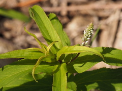 Veronica derwentiana