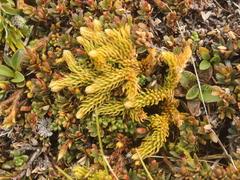 Austrolycopodium fastigiatum