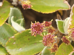 Macrolearia colensoi