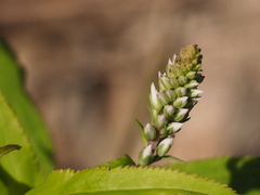 Veronica derwentiana