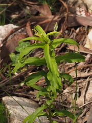Veronica derwentiana