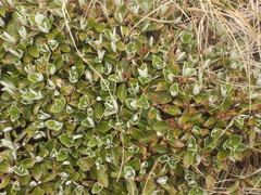 Macrolearia colensoi
