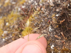 Poa colensoi