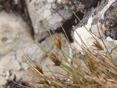 Carex acicularis (Carex acicularis)