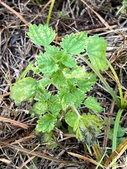 Urtica chamaedryoides
