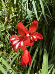 Gladiolus cardinalis