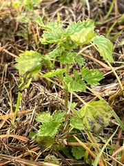 Urtica chamaedryoides