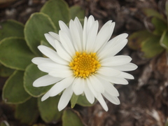 Celmisia hieraciifolia