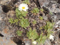 Celmisia hieraciifolia