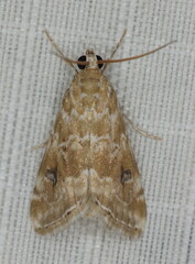 Hellula undalis
