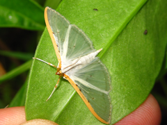 Palpita nigropunctalis