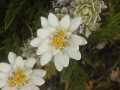 Leucogenes leontopodium