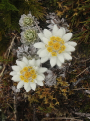 Leucogenes leontopodium