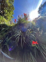 Gladiolus cardinalis