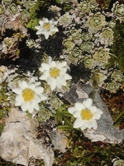 Leucogenes leontopodium