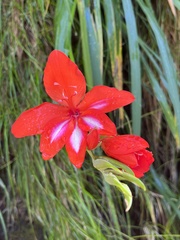 Gladiolus cardinalis