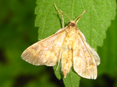 Ostrinia