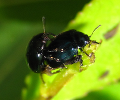 Plagiodera versicolora