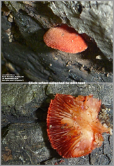 Crepidotus cinnabarinus