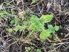 Urtica chamaedryoides